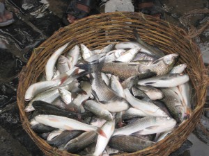 Fish from sewage fed bheries